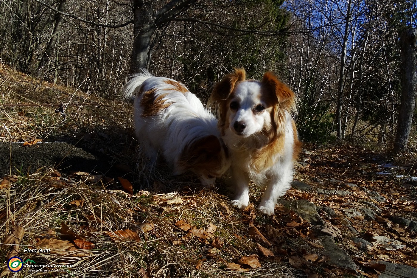 14 Le cagnoline sorelline.JPG